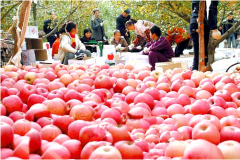 甘肅莊浪蘋(píng)果保鮮冷庫(kù)投資創(chuàng)效益